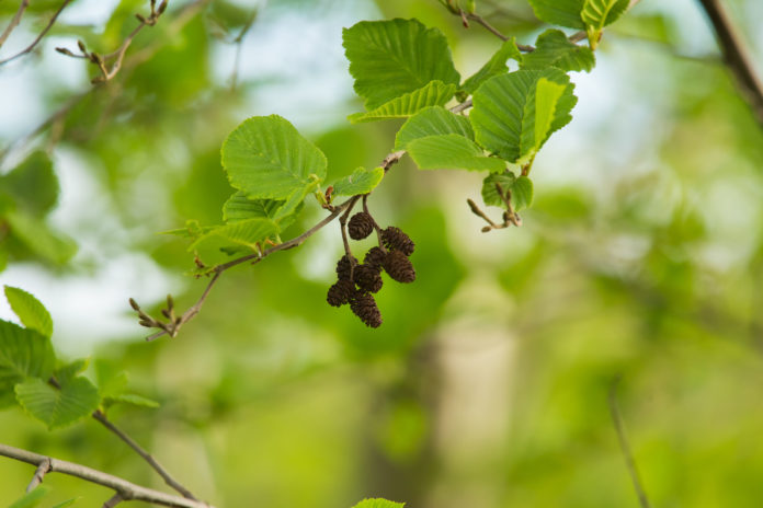 allergies aux pollens d'Aulne 123RF©