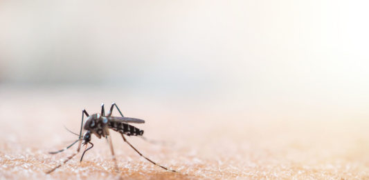 Moustique tigre, la prévention reste de mise 123RF©