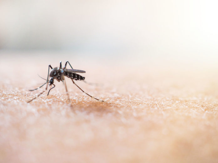 Moustique tigre, la prévention reste de mise 123RF©