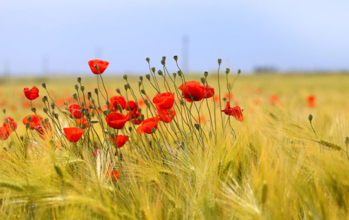 Vivre à la campagne, effet de mode ?123RF©
