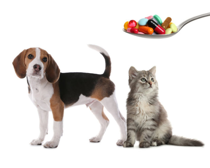 Chien et chat devant un cuillère remplie de médicaments