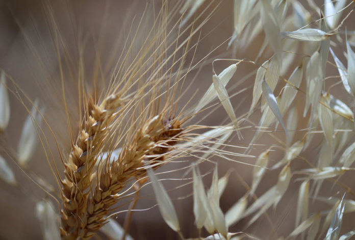 Gros plan de graminés