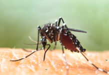 Chikungunya : un premier cas autochtone en Ile-de-France